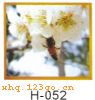 H-052���������� ���� ������
