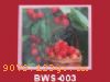ϵBWS-260