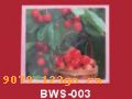 ϵBWS-260